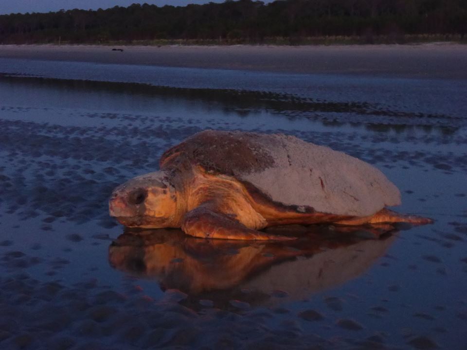 GPA partnership with Caretta Research Project helps loggerhead sea ...